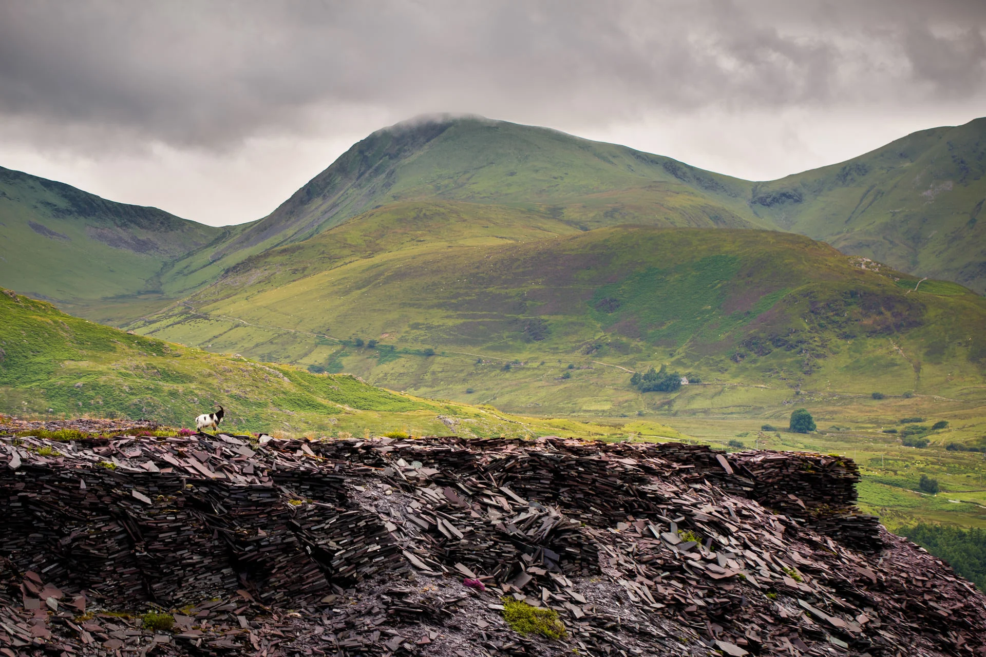 A mountain goat seconds before it disappeared behind the mound of slate.