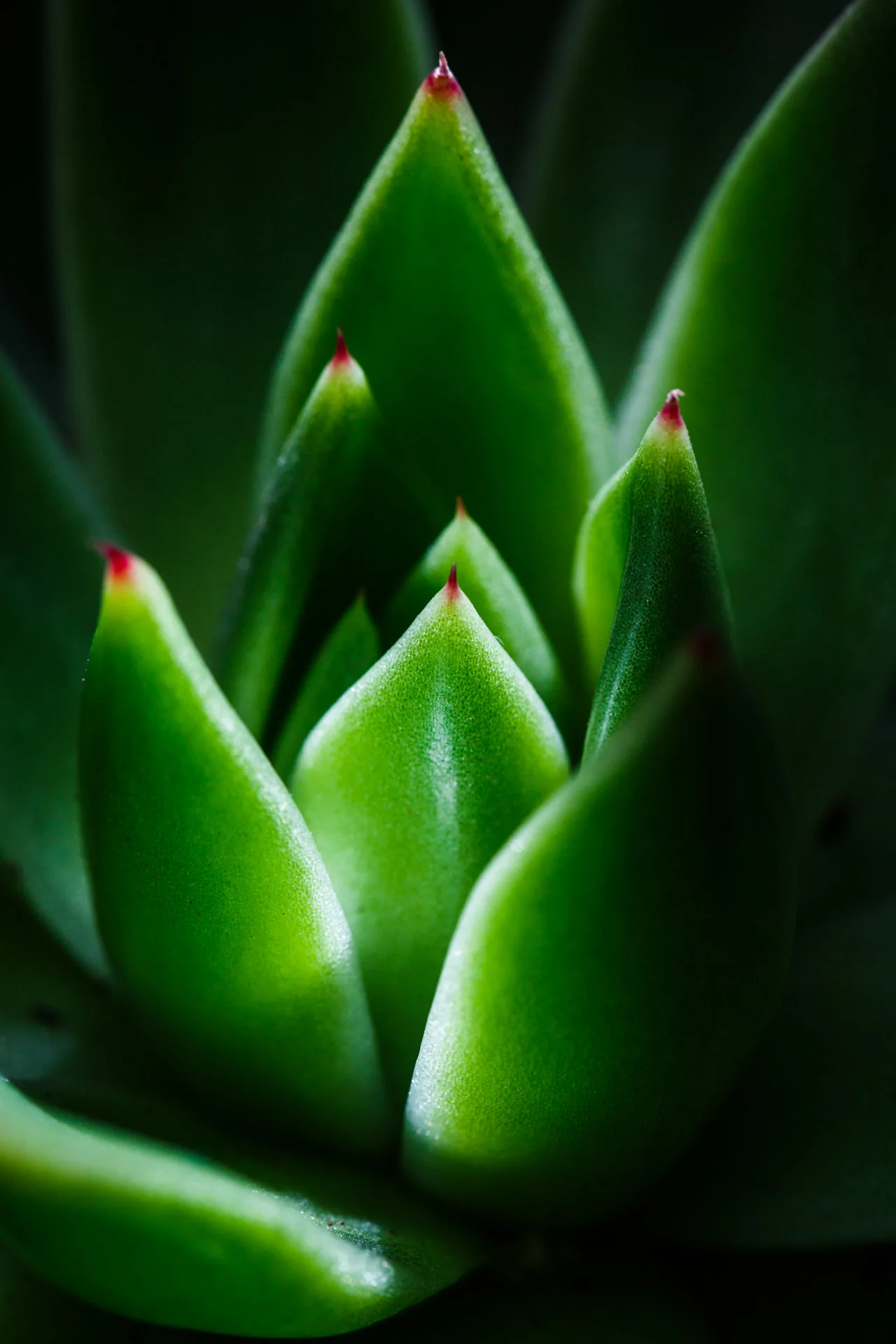 May - I wanted to explore macro photography this year. I've come back to it here and there throughout the year...