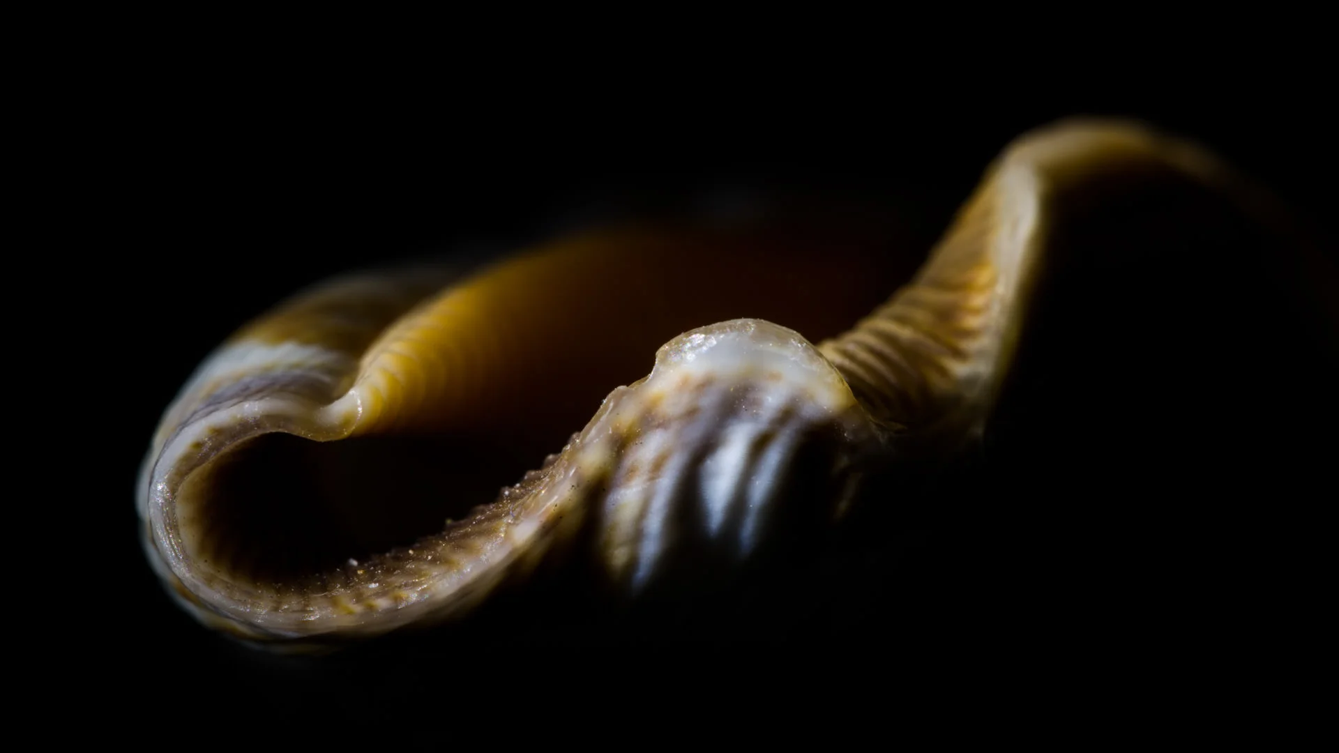 ...and found shells. I've enjoyed exploring details on a smaller scale.