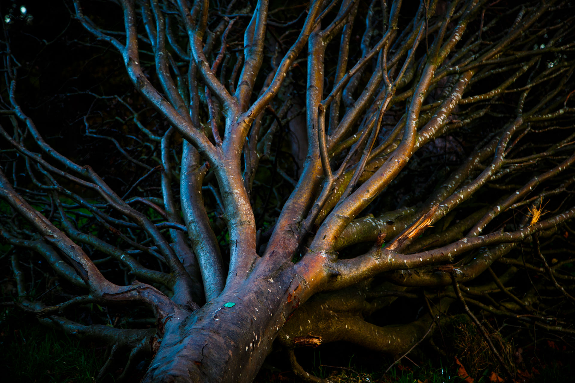 A fallen tree in Sefton Park. Spotted during an evening walk...