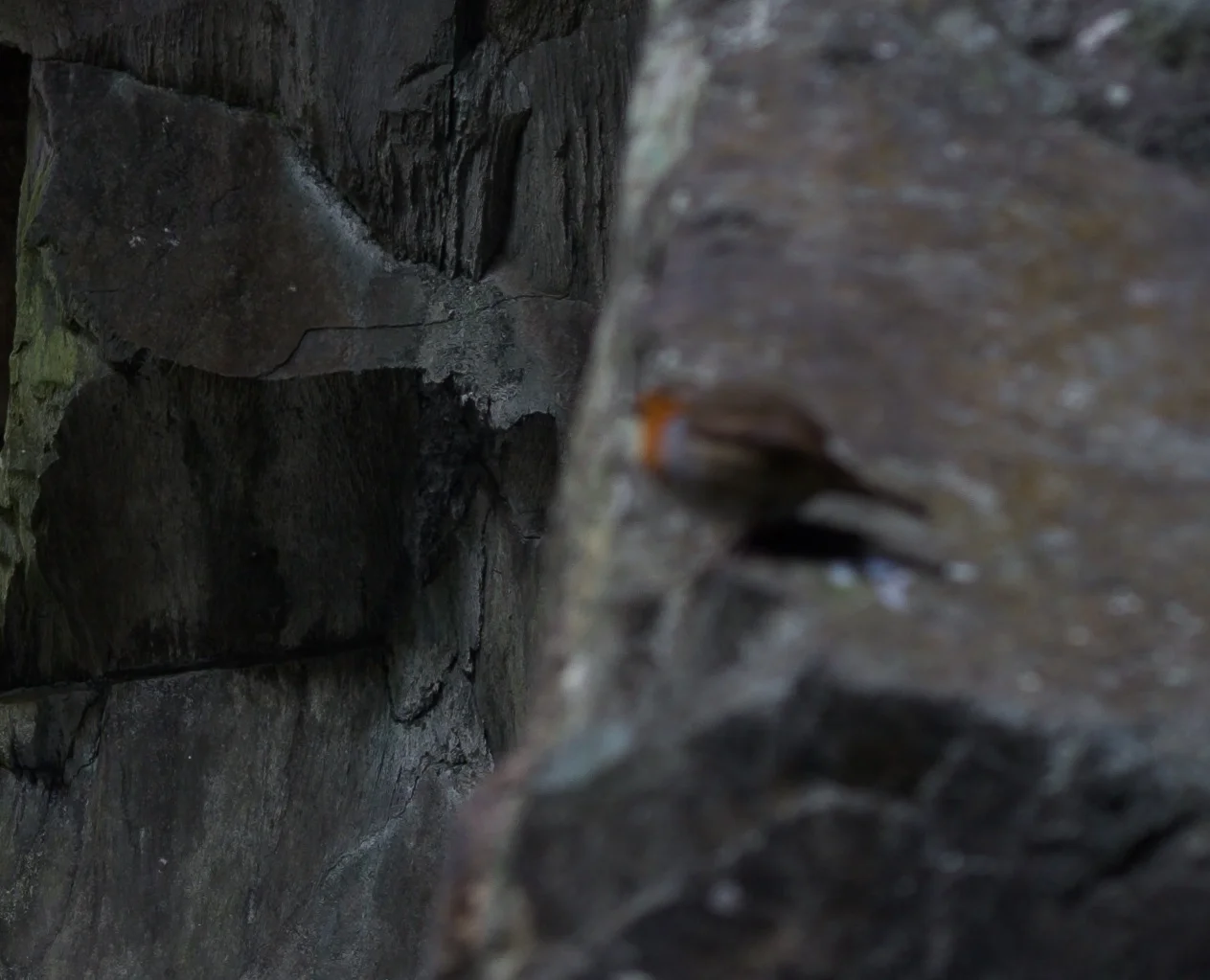 ...a close up of the robin from the above photo.