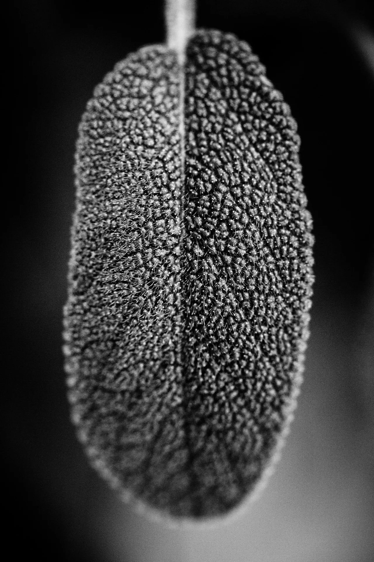 DV8A8258.jpg