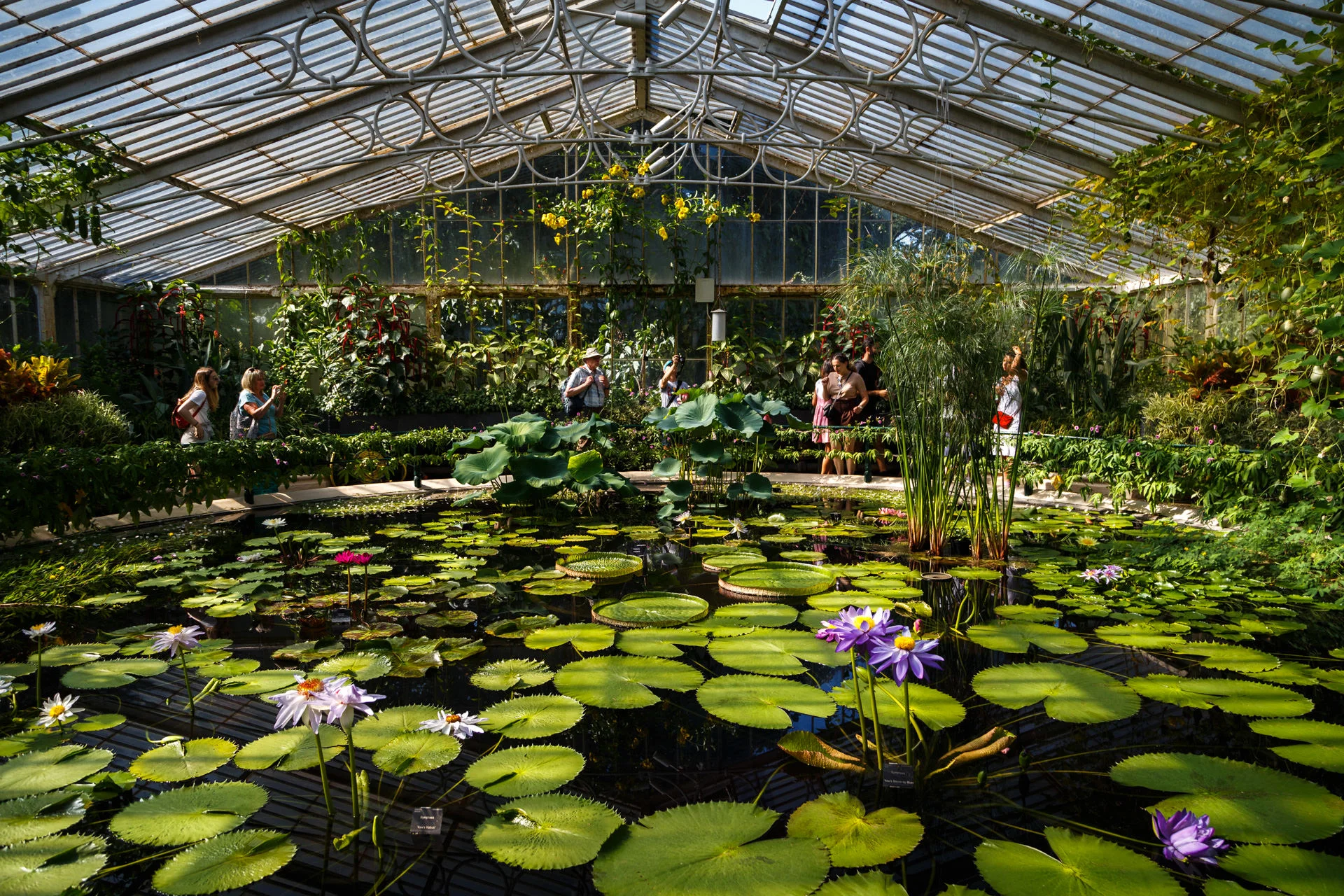 Waterlilly House.