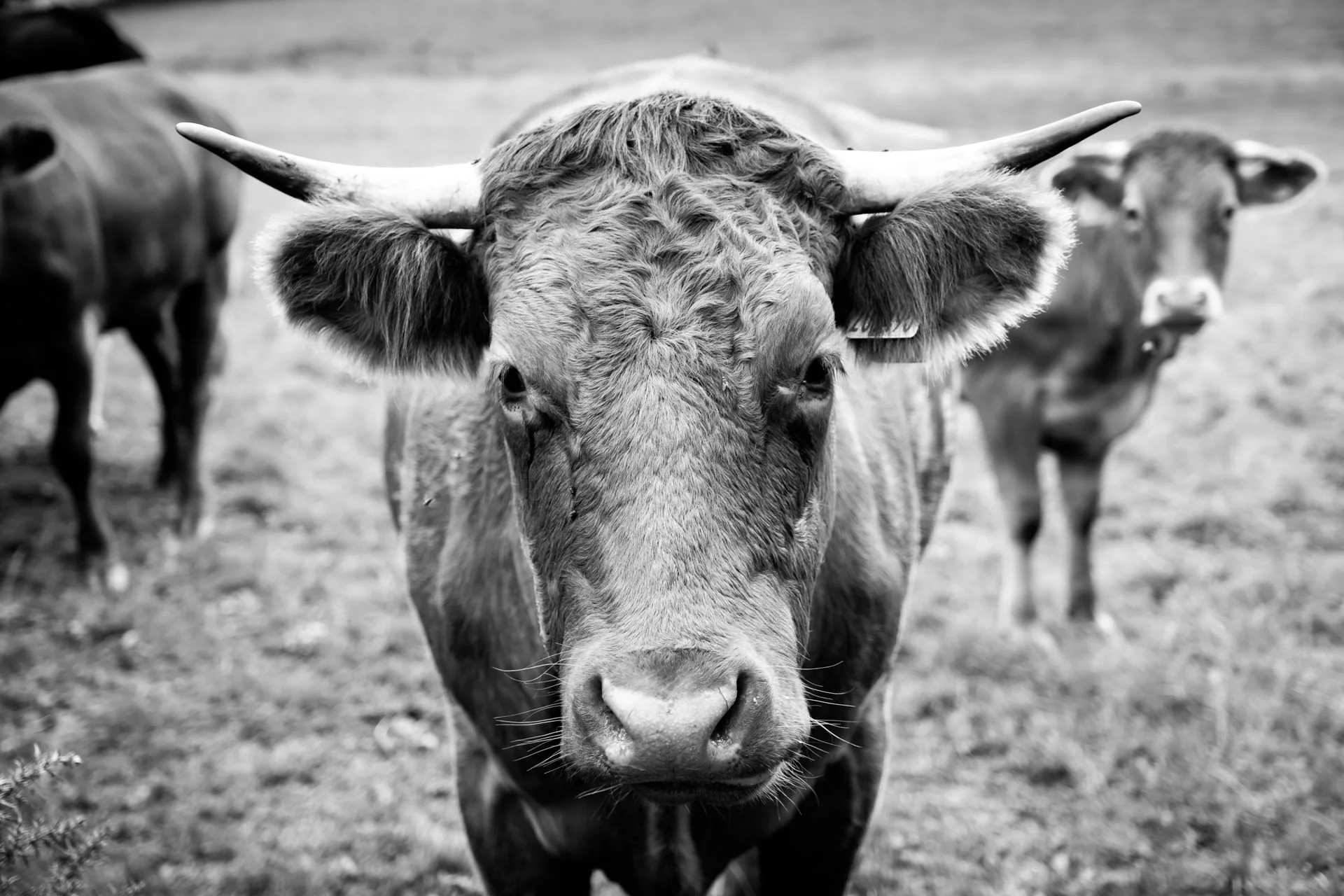 Curious cows greeting us on our way to Bryn Celli Ddu.