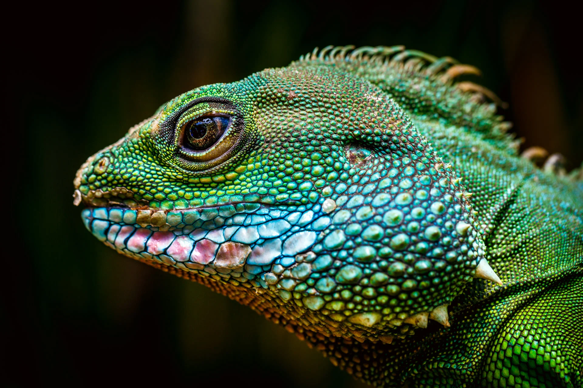 …she then gestured towards this iguana, just sitting there as still as the rock it was sitting on…