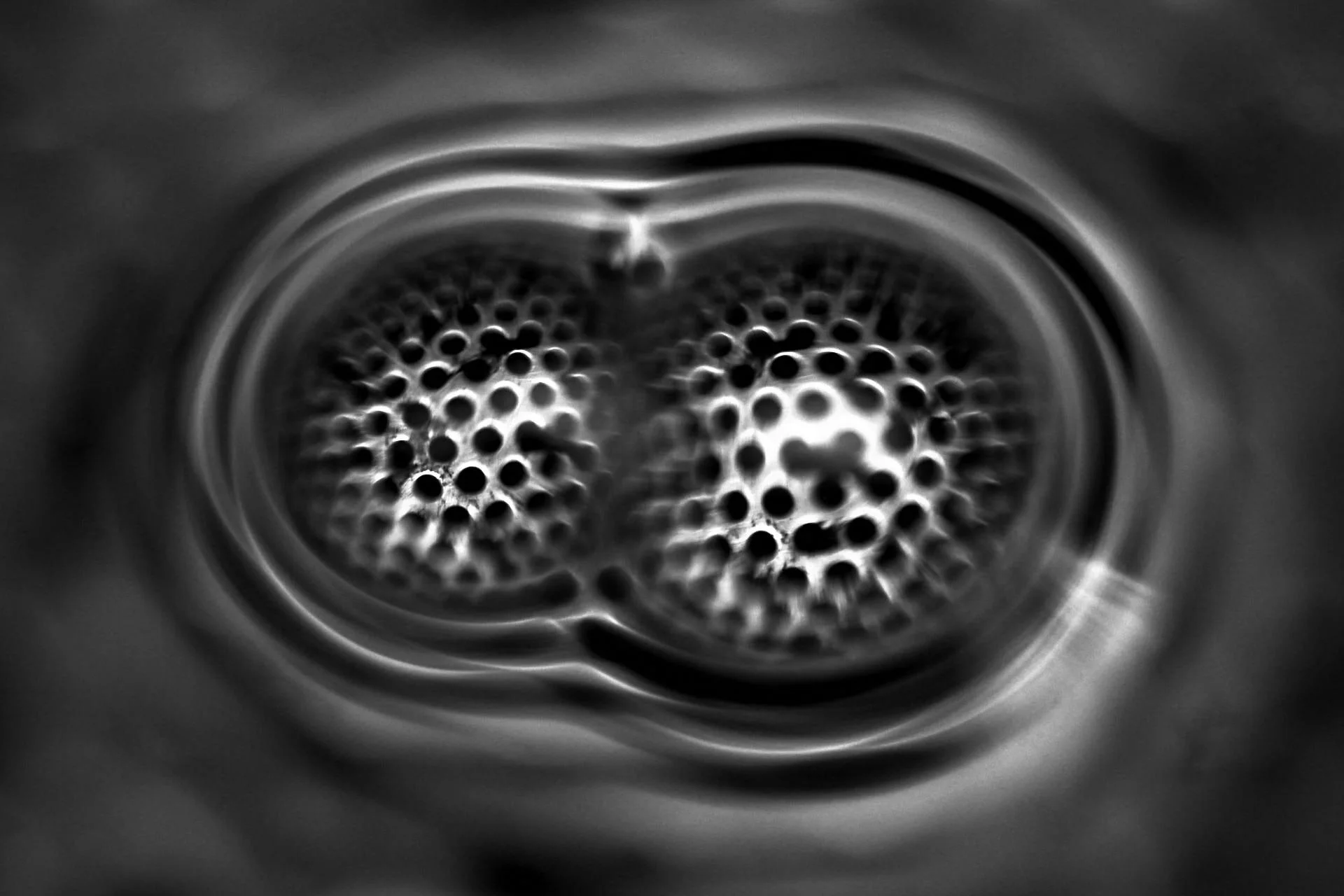 intimate-wilson-andrew-double-bubble.jpg