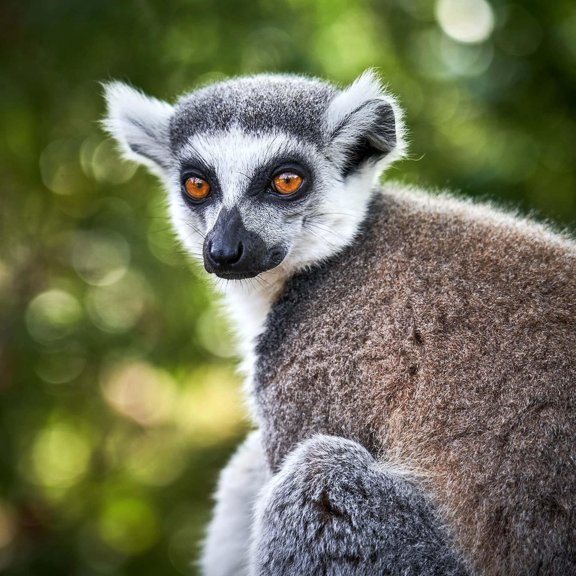 A friendly lemur at Chester Zoo.