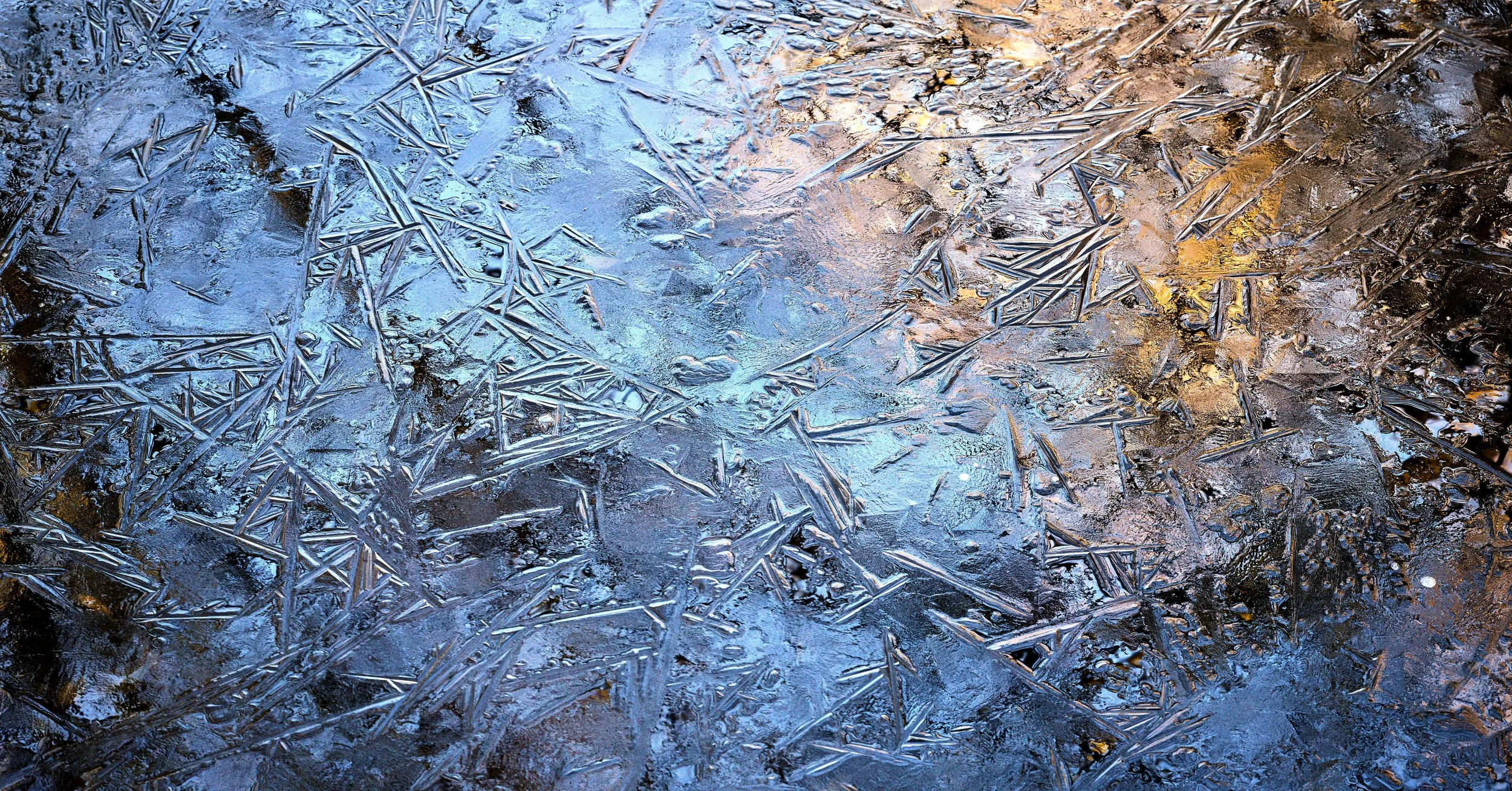 Frozen pond at the Festival Gardens.