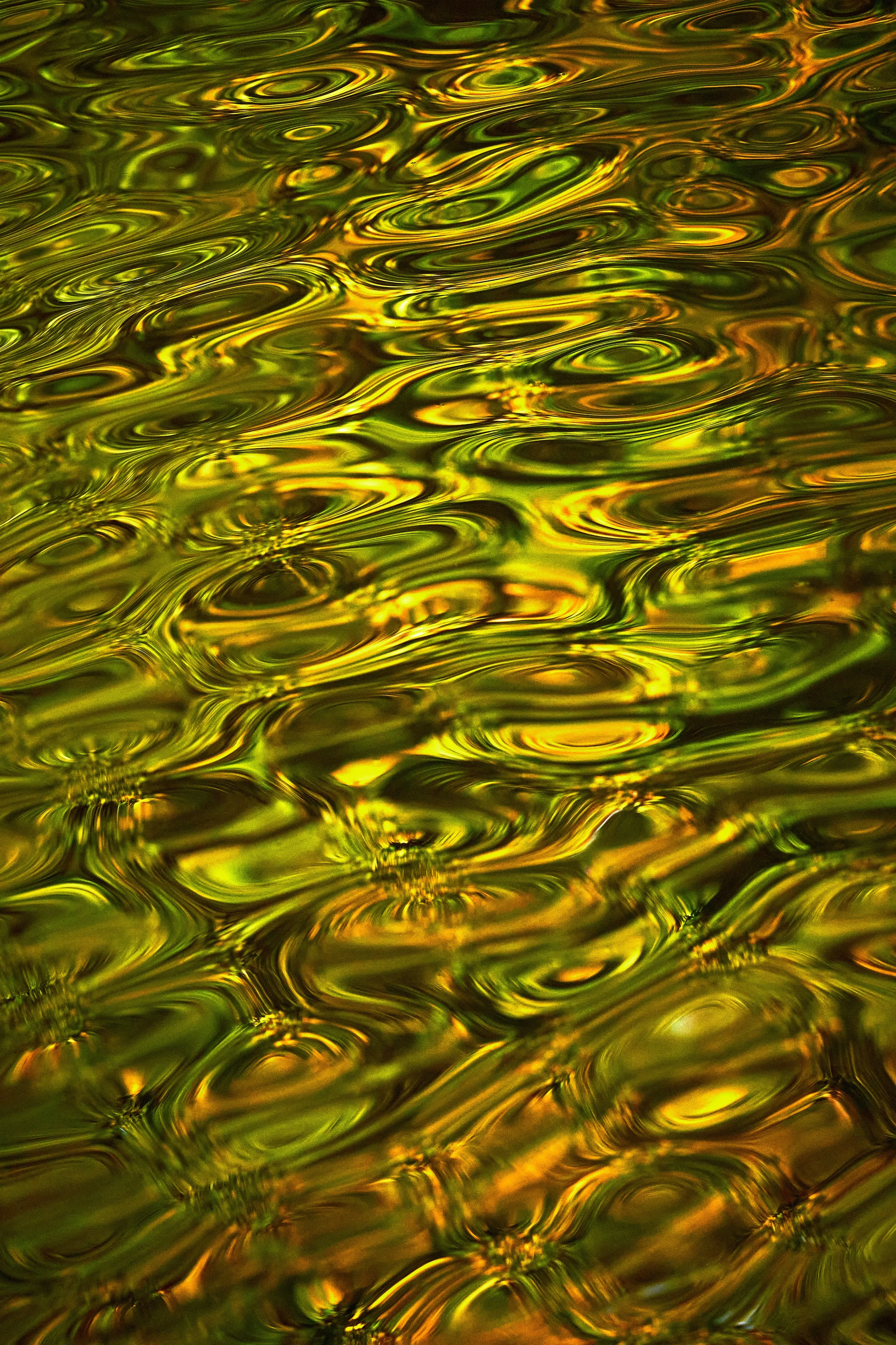 Autumnal colours reflected in the water at Sefton Park.