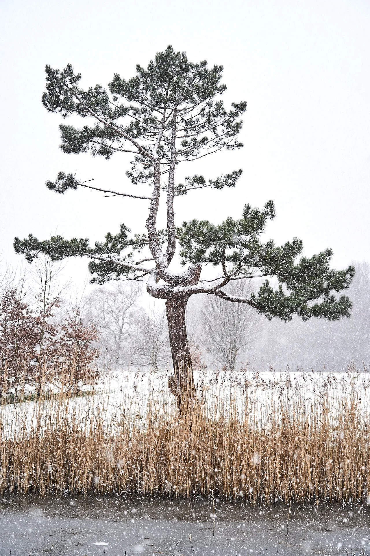 Wintery scenes at Sefton Park.