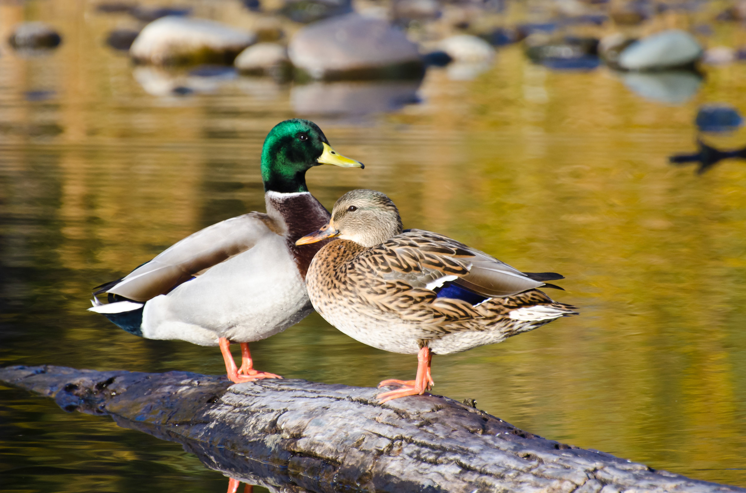 Christian Middle School in Dulles Virginia | Private Christian School Near Me | Two Ducks on a Log
