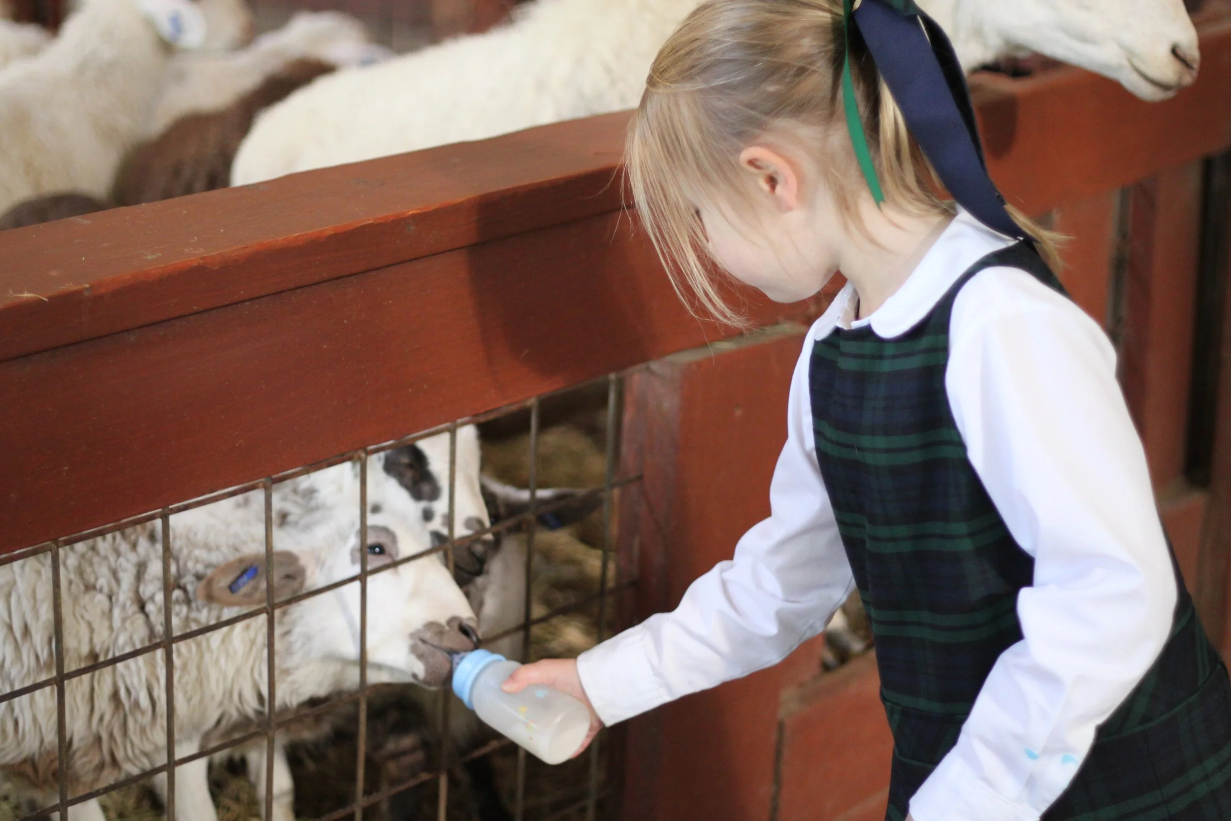 A young girl in a school uniform bottle-feeding a baby goat through a wire fence at an indoor farm exhibit.