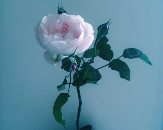 Amongst a bunch of white garden roses was one little odd rose, covered with pink blemishes. It was plucked out and disregarded for the arrangements as it was not as beautiful as the others. But as the rose bloomed it turned into a gracious swan of a rose, a beautiful pink one.