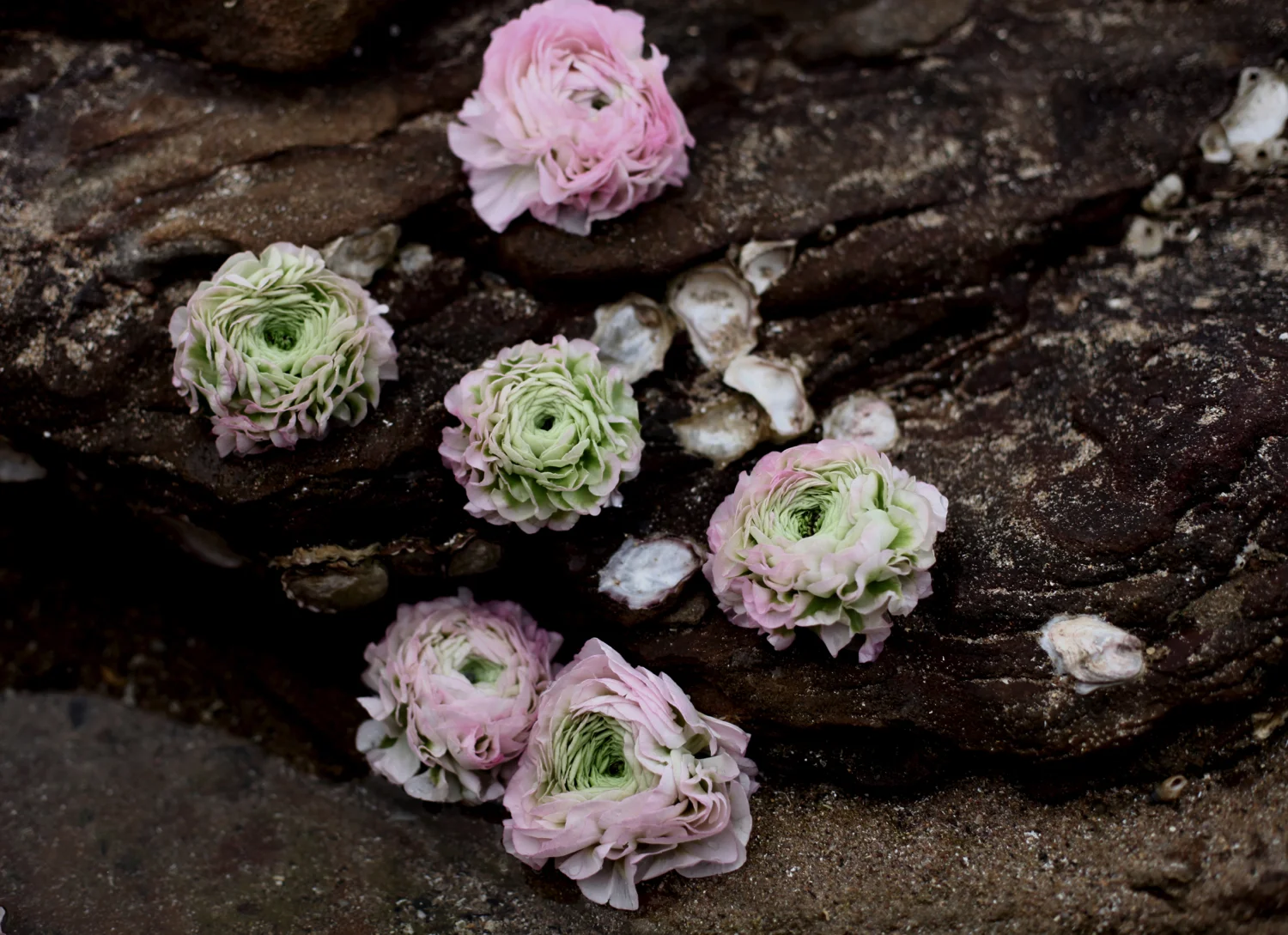 FloraFolk - Wedding and Events Florist Sydney