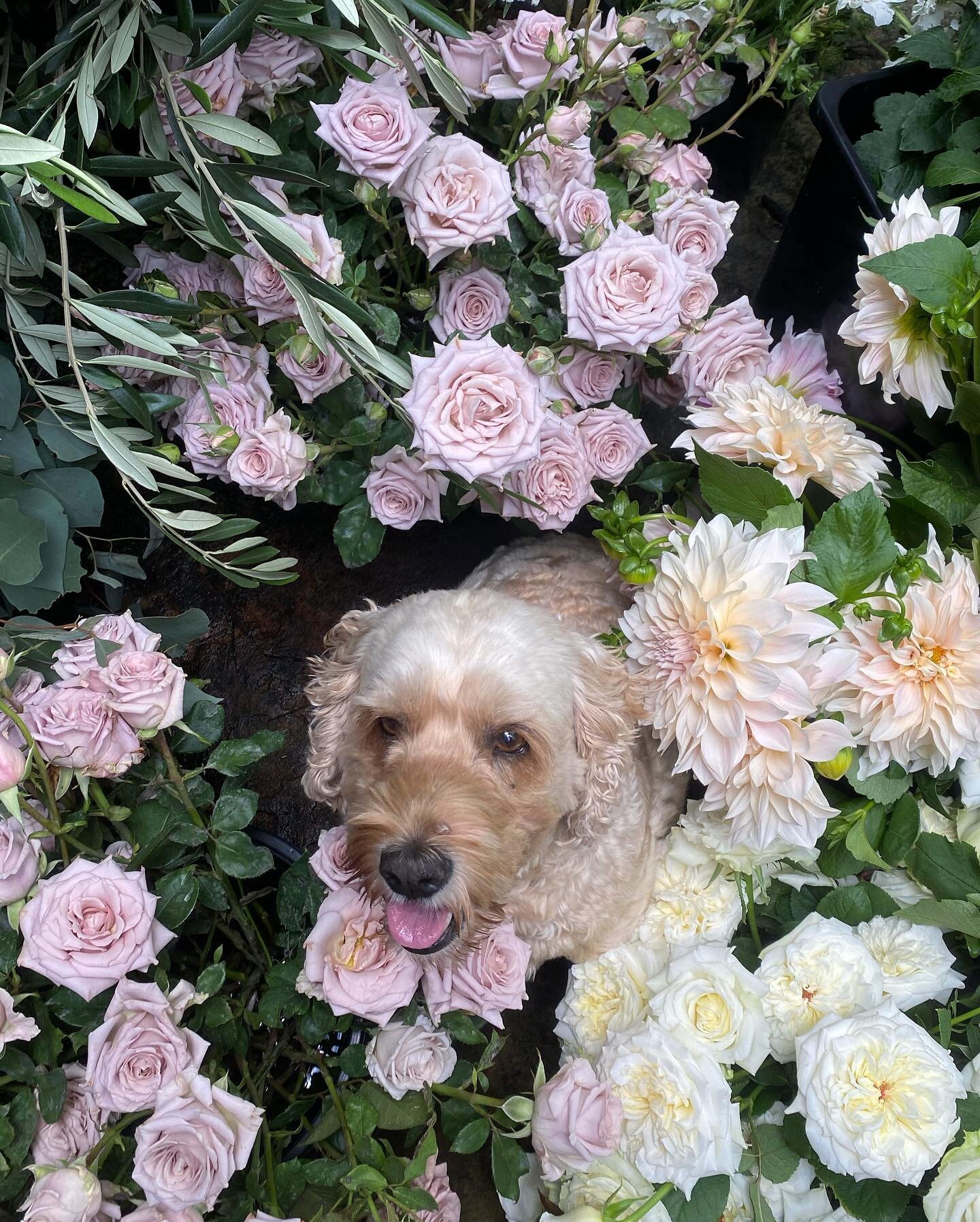 Our little flower man Ollie crossed the rainbow bridge last week&hellip; we miss him dearly 🌸 hope it&rsquo;s filled with endless flowers and treats for you there. 🌈