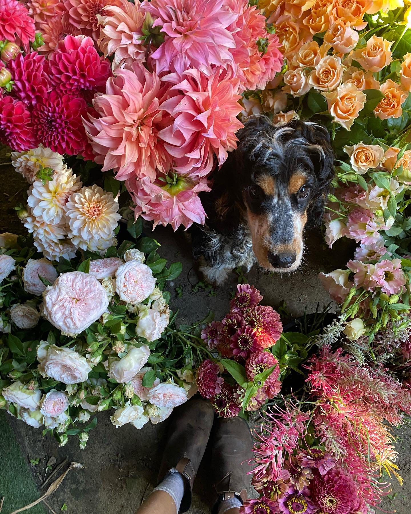So many beautiful tones and locally grown blooms for Bel and Mike says Barry&hellip;

🌸 Dahlias

🌸 Garden roses

🌸 Grevillea 

🌸 Zinnia 

And many more&hellip; love our local flower growers.