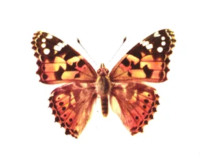 painted lady