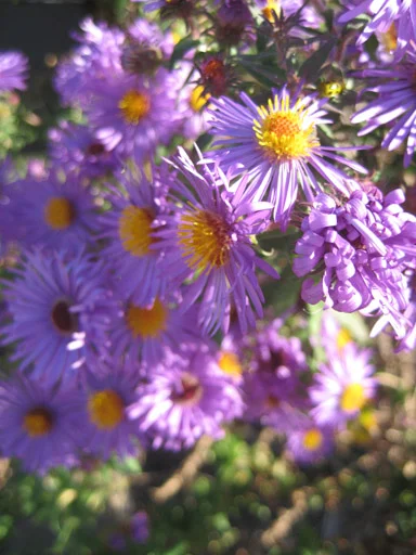 wild asters