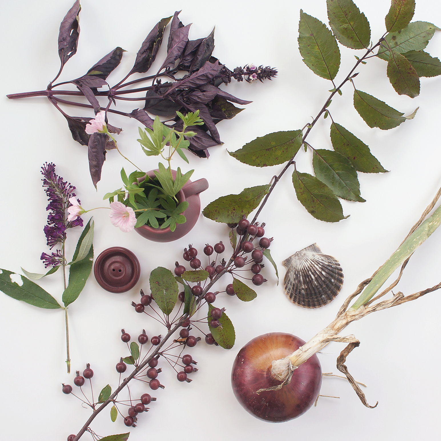 S H nature study no. 4