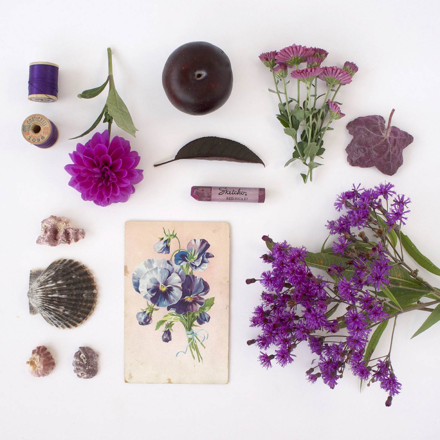 S H nature study no. 11