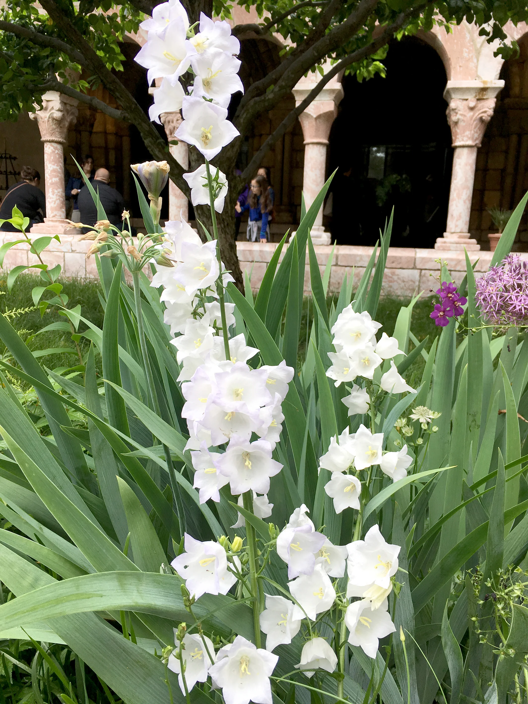 Garden at the Cloisters