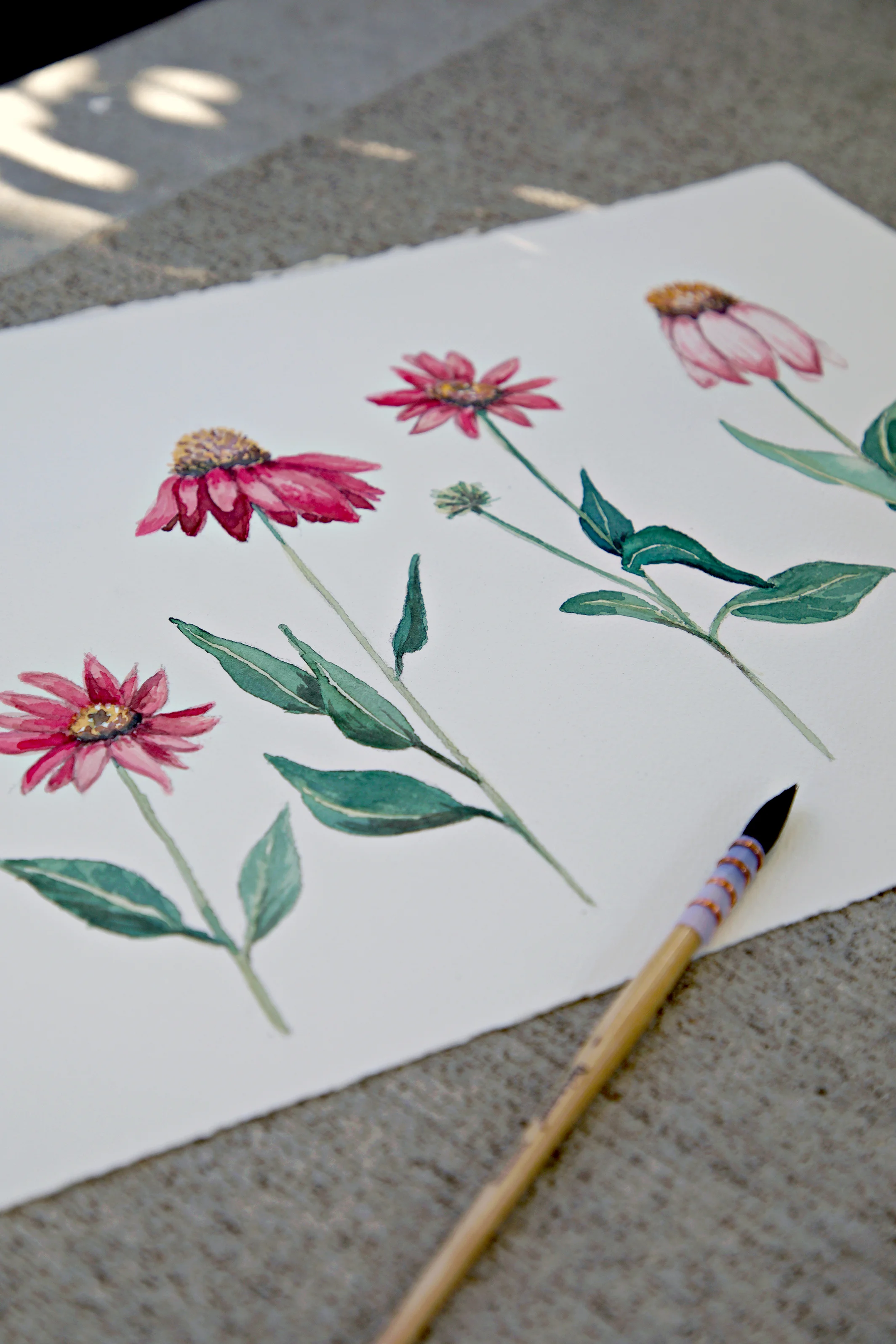 Coneflower Study by Sharon Holland