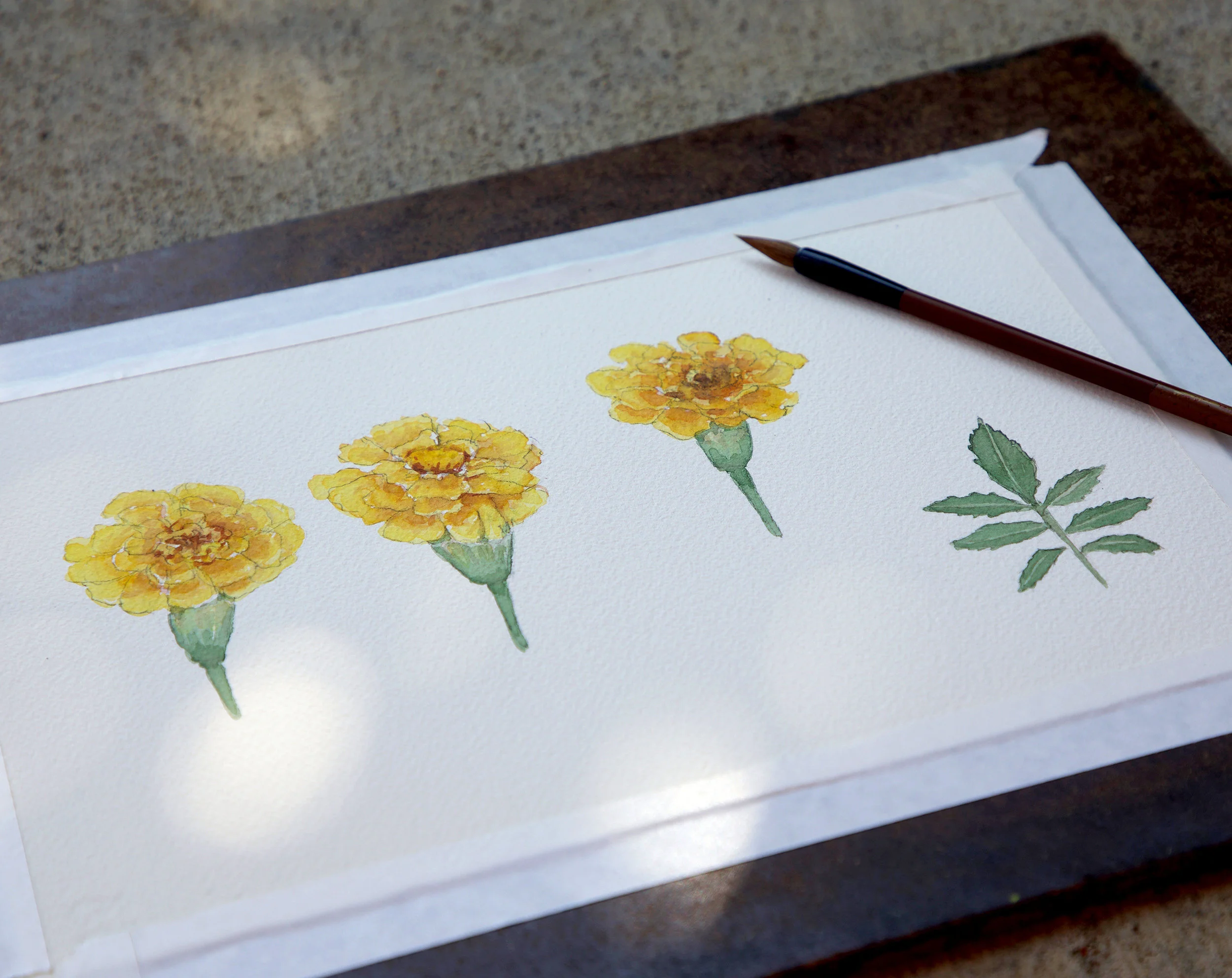 Watercolor by Sharon Holland