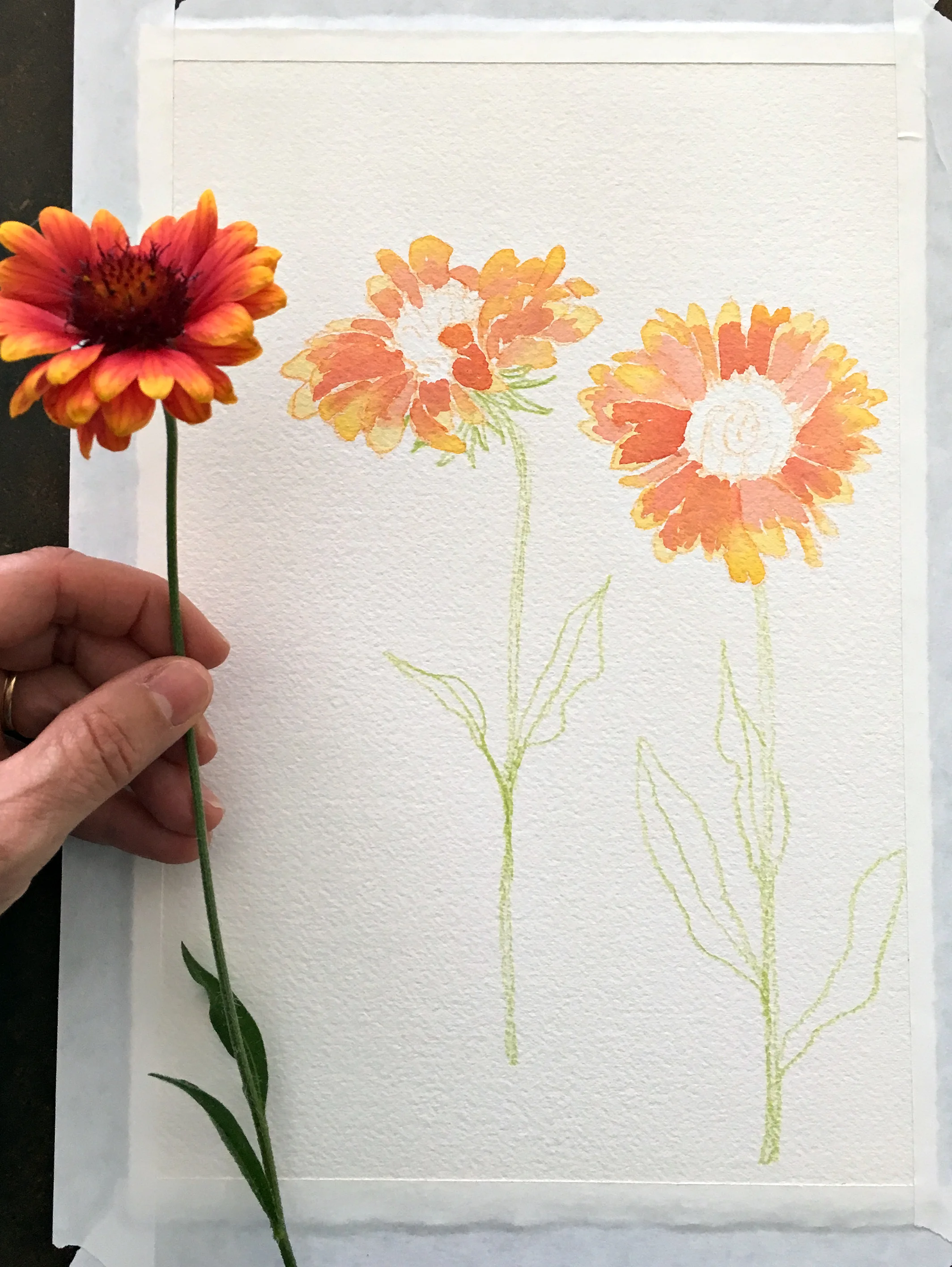 Blanket Flower Process by Sharon Holland