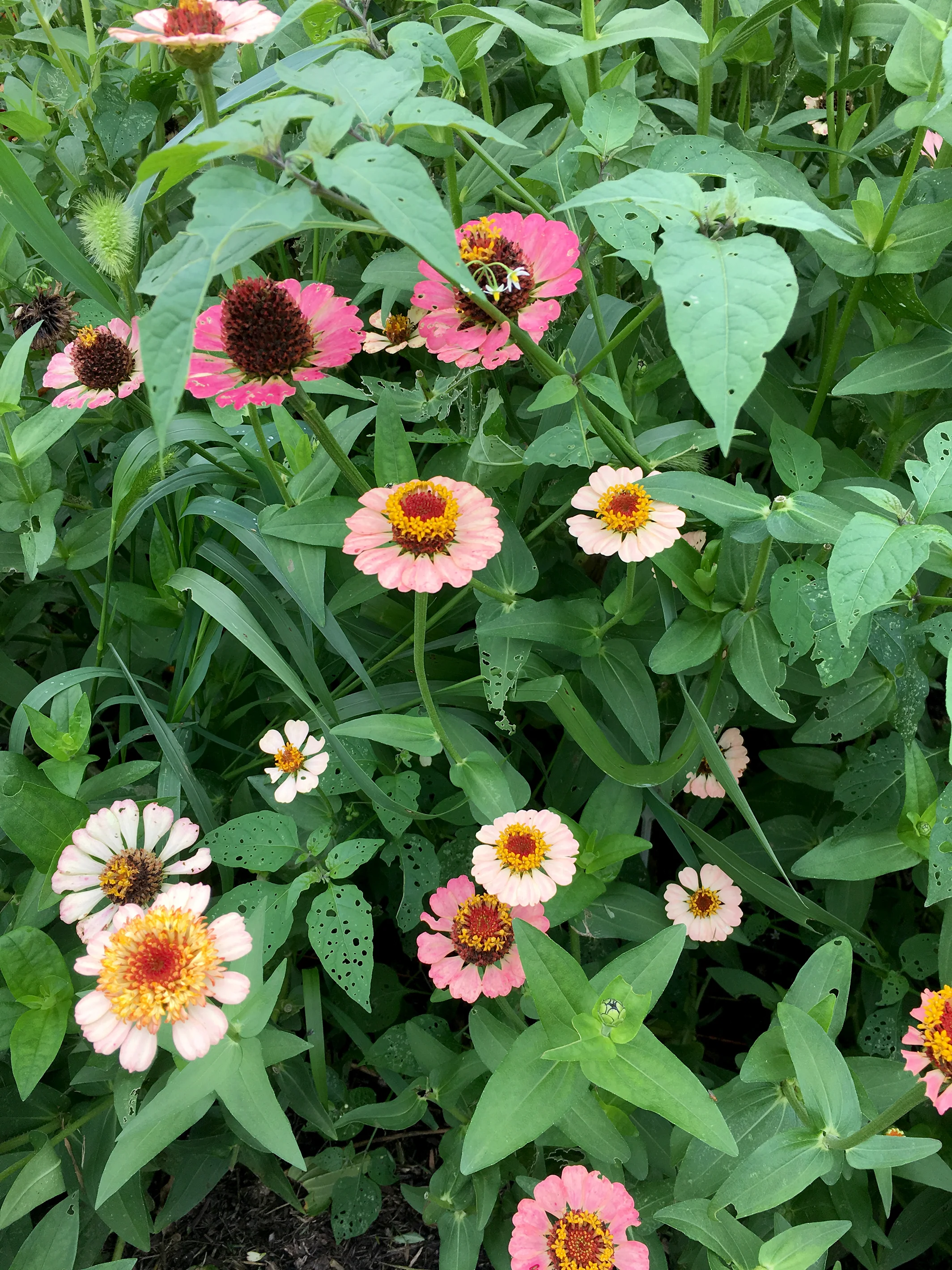 Zinna field.jpg
