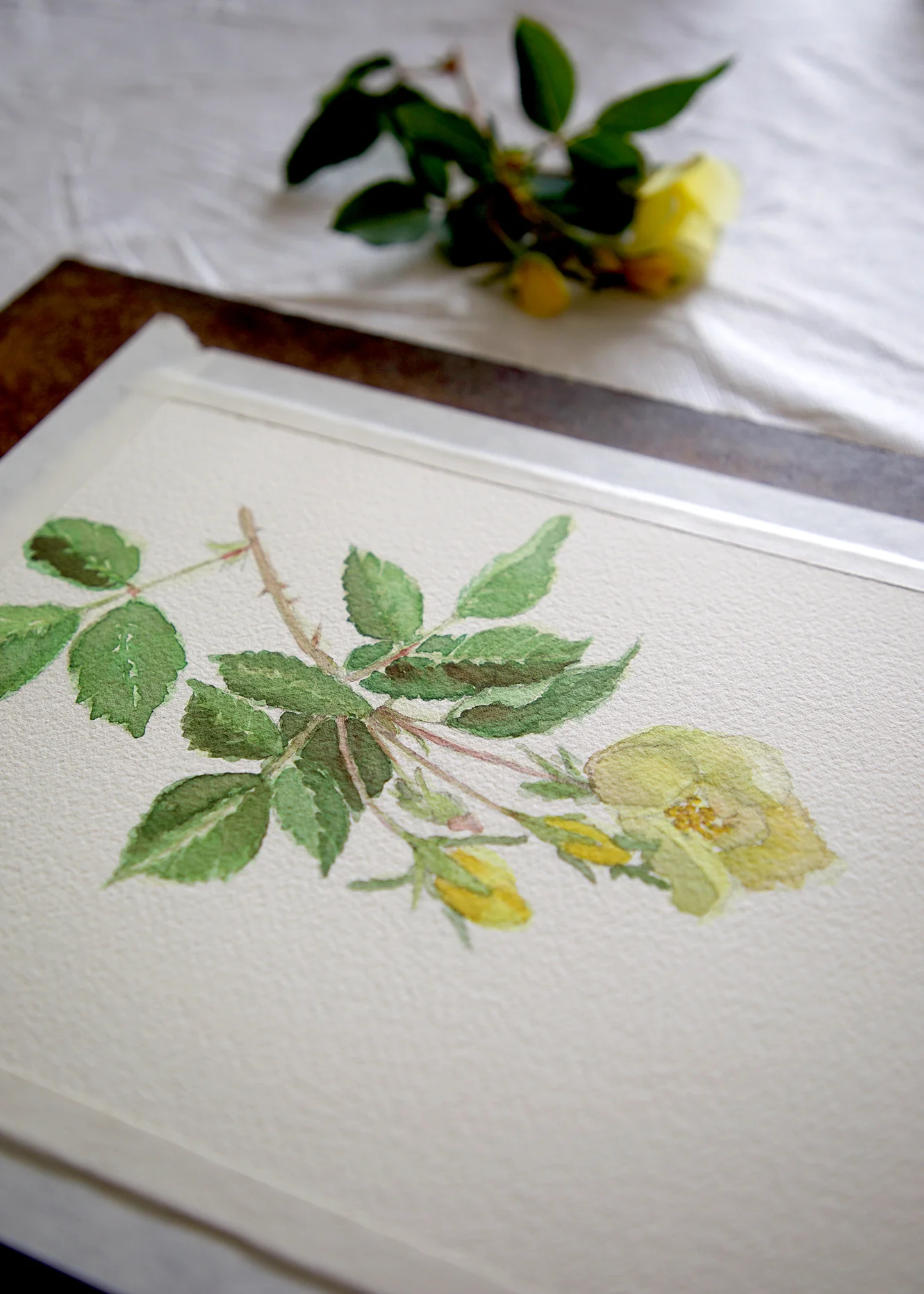 Yellow Rose study by Sharon Holland