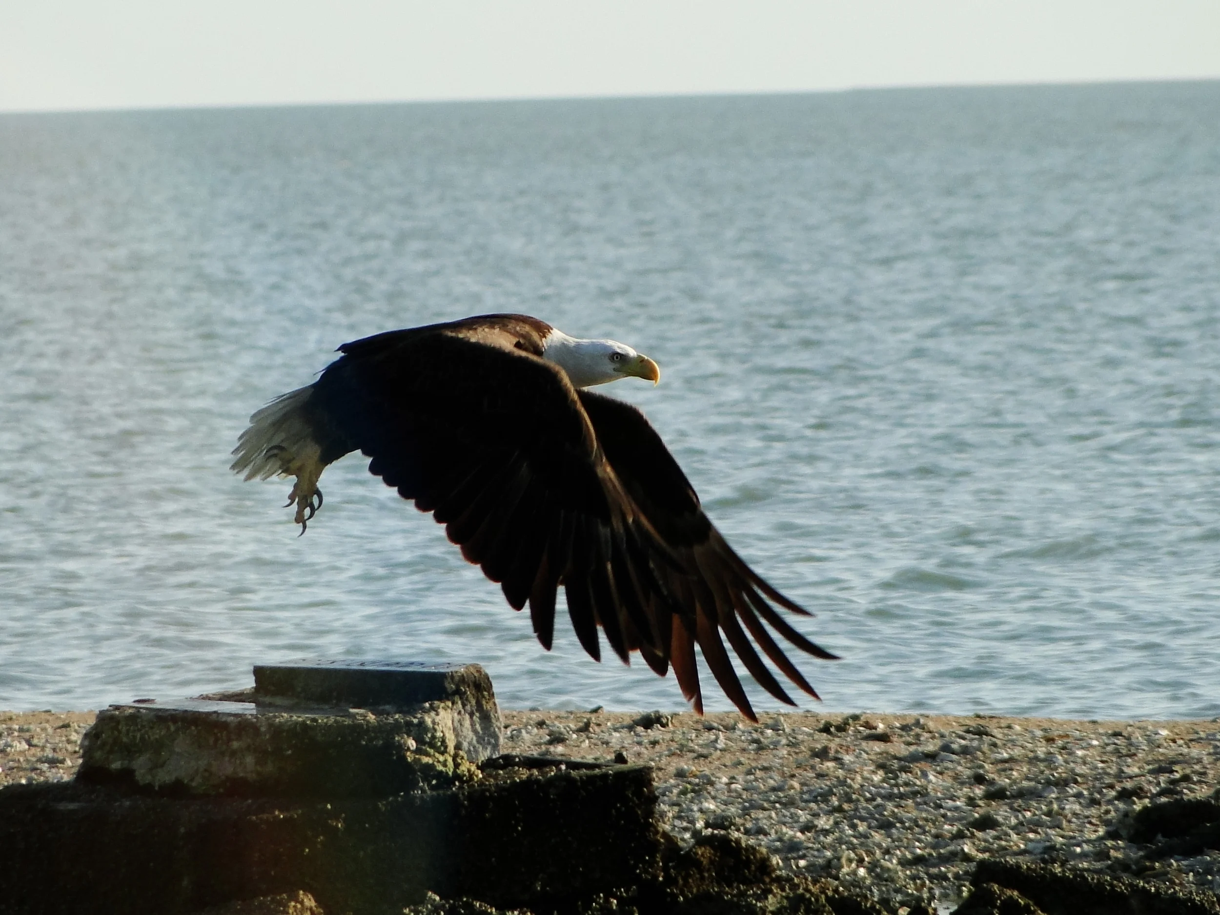 IMG_3385.JPG