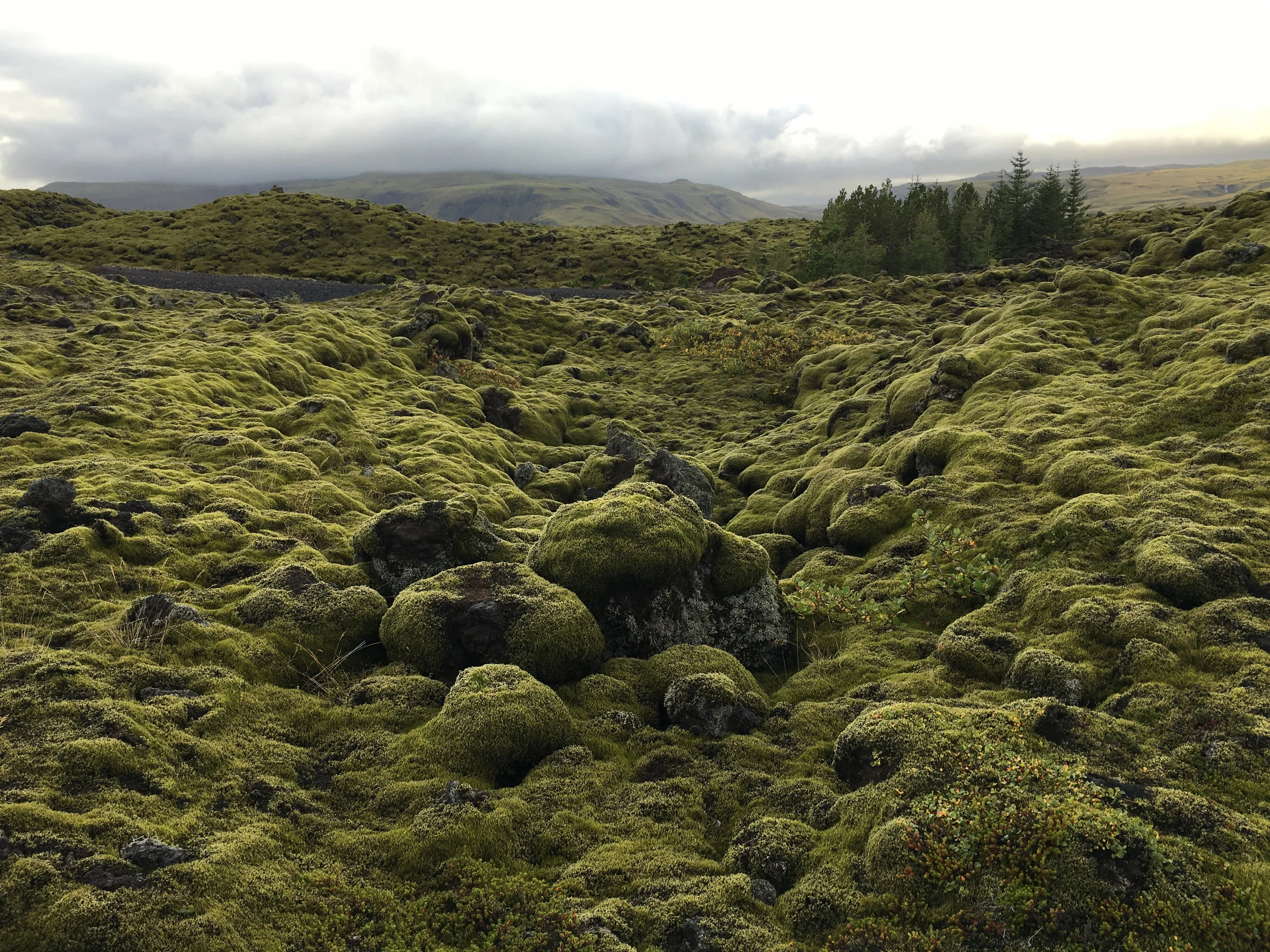 Moss Lava Field.jpg