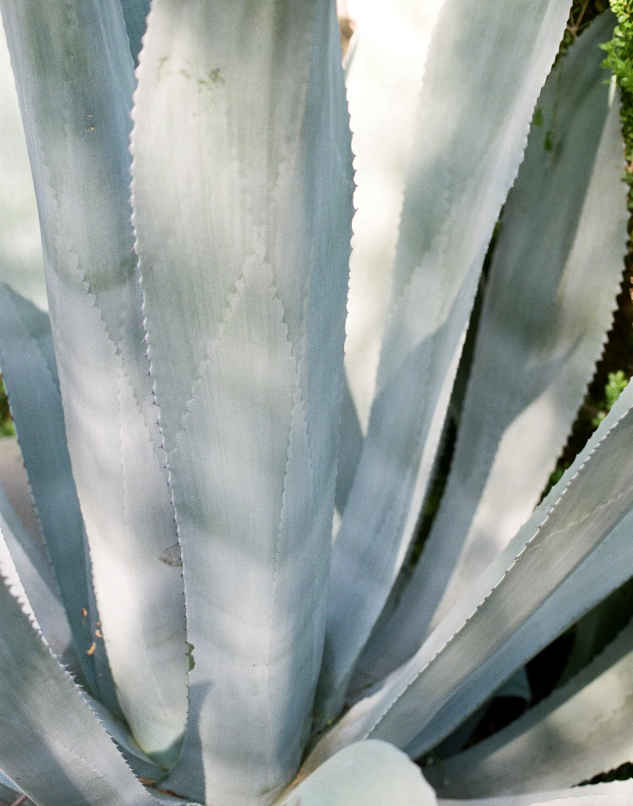 agave.jpg