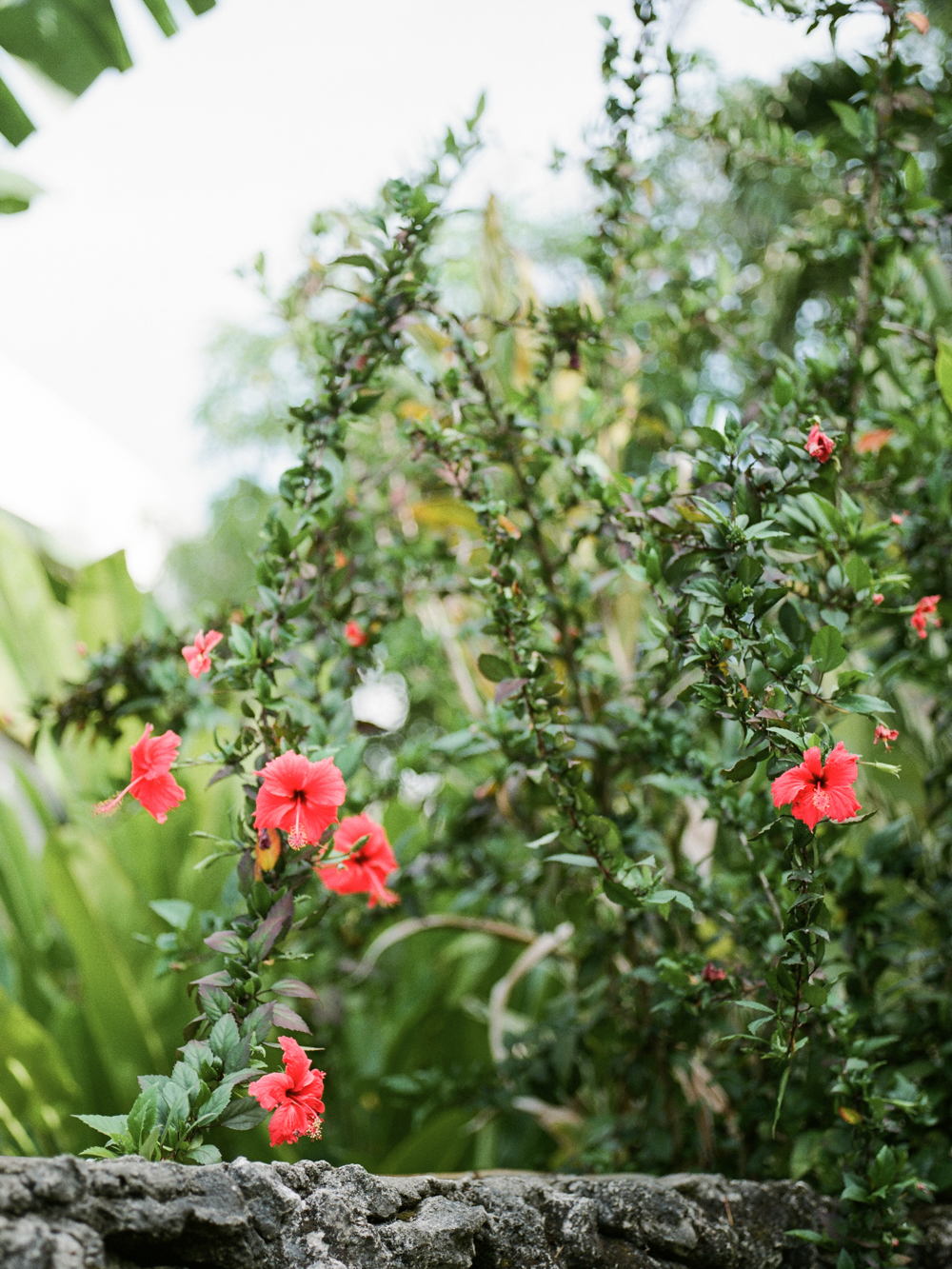 Christine Gosch - destination wedding photographer - Dominican republic wedding-51.jpg