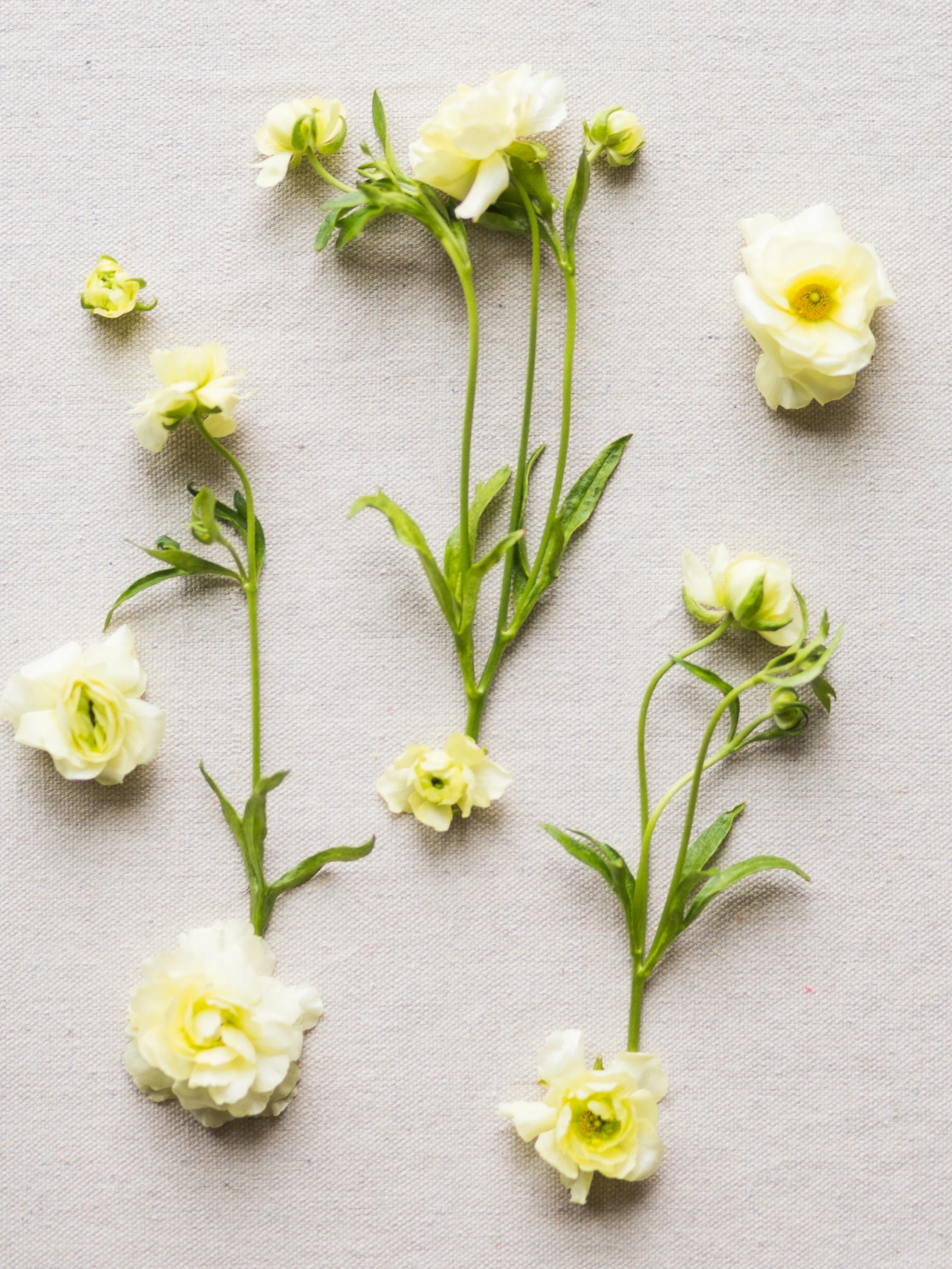 butterflyRanunculus-2.jpg