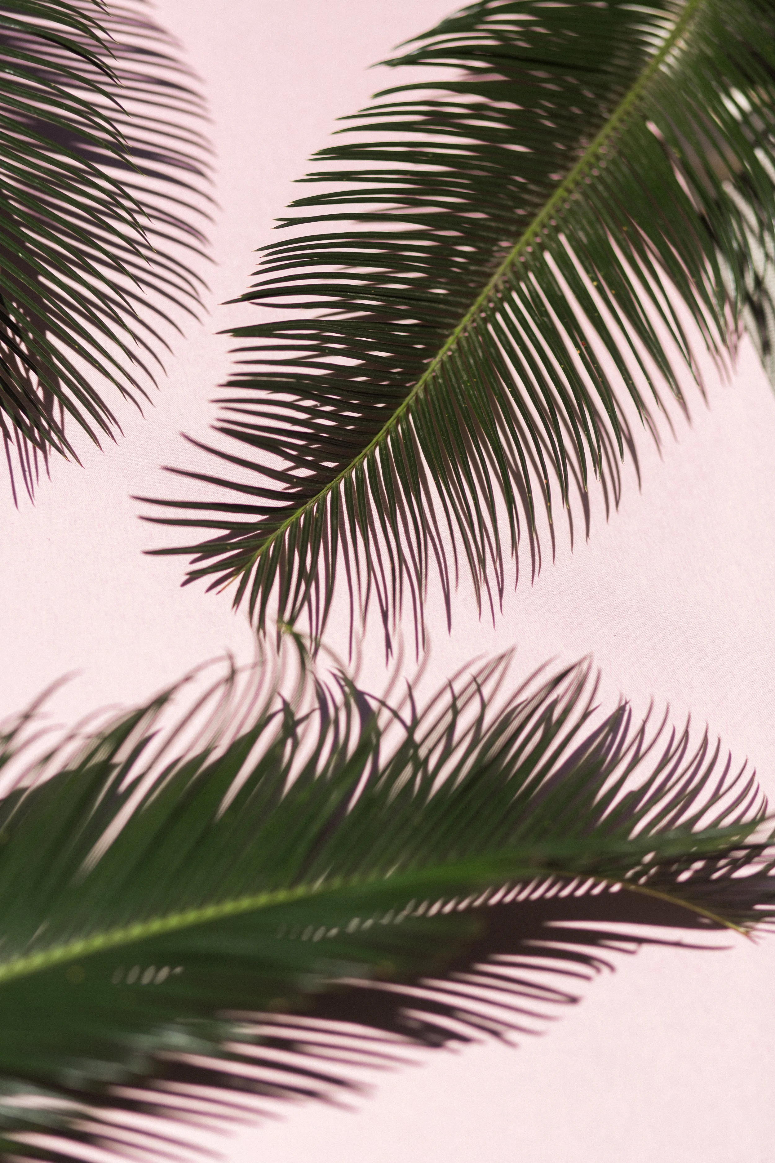 CoralPalms-LightbulbLeague-1.jpg