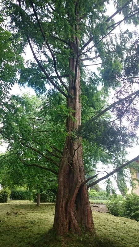 baum3_baumUNDmensch.jpg