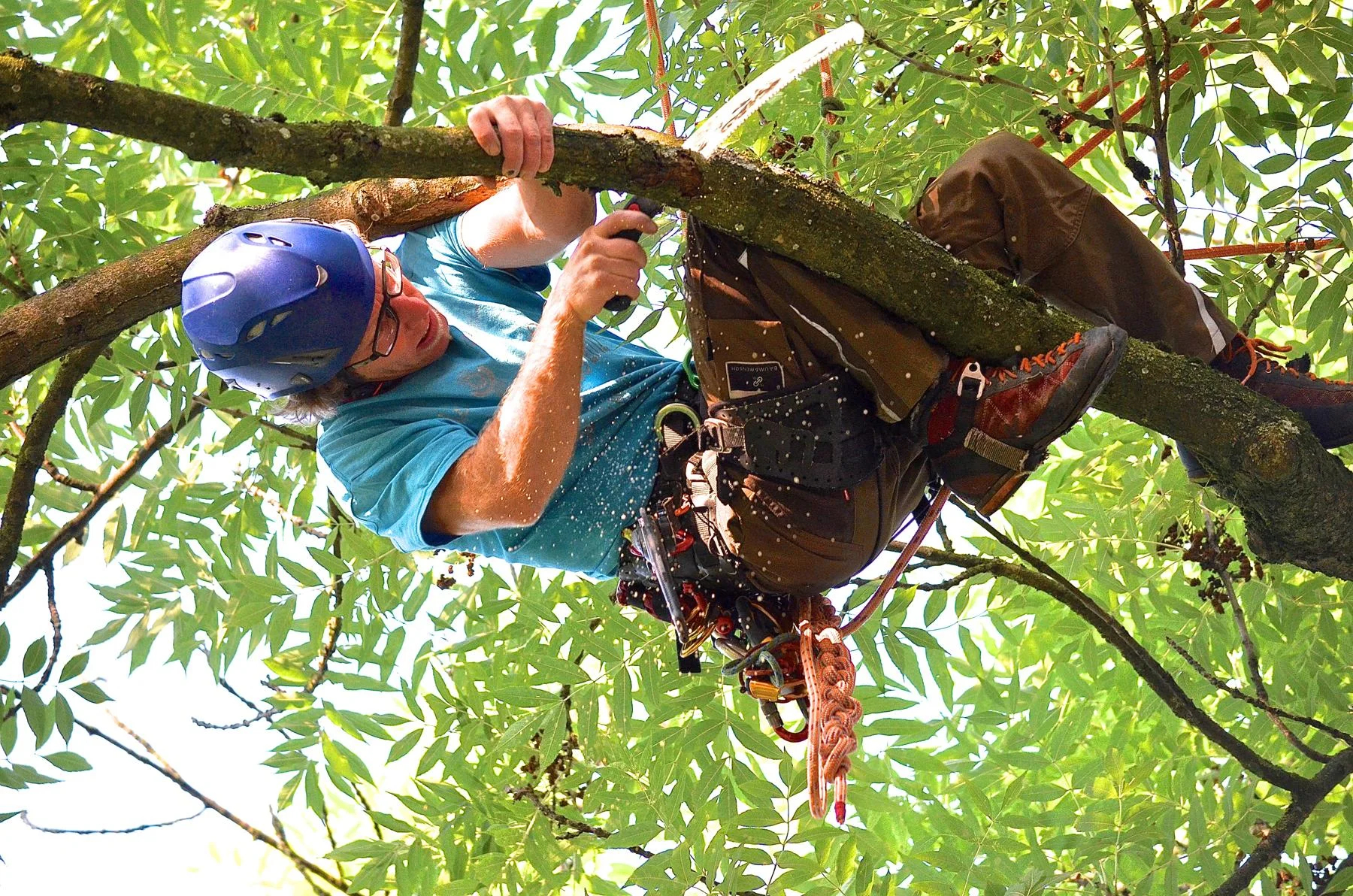 Baumpflege: Totholz Entfernung - für Baum und Mensch