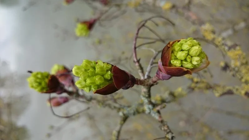 Wunder der Natur. Ein Ahorn beim Aufblühen derr Knospen.