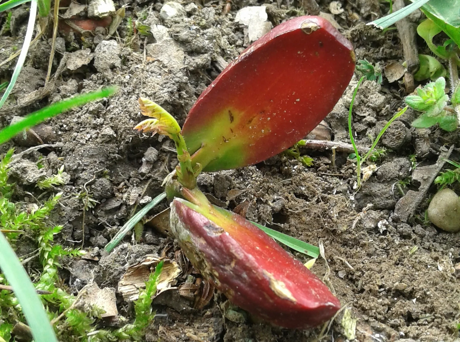 vom Samen zum Baum