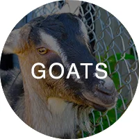 goat_icon_rollover.jpg