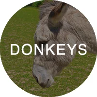 donkey_icon_rollover.jpg