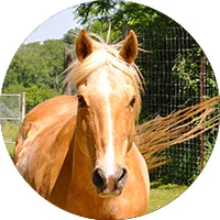 horse_icon.jpg