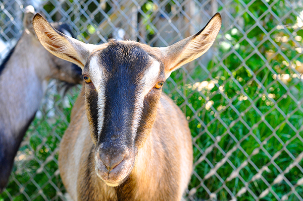 wapi goat