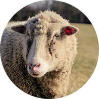 sheep_icon.jpg