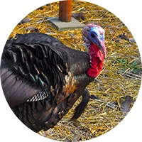 birds_icon.jpg