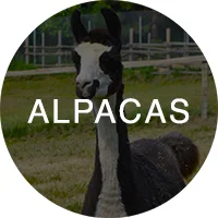 alpaca_icon_rollover.jpg