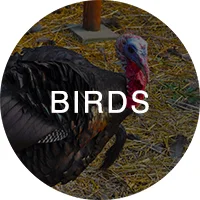 birds_icon_rollover.jpg