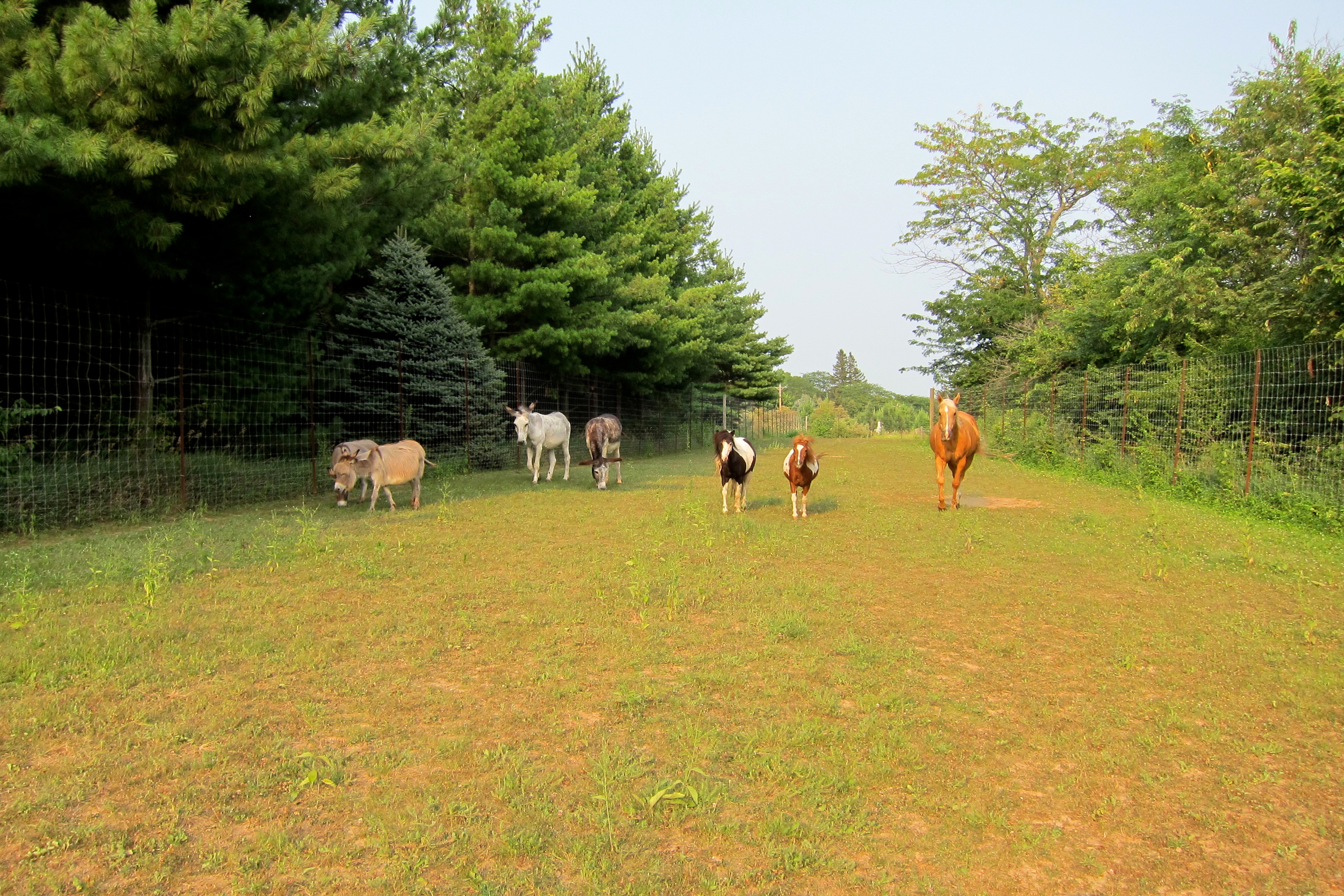 Horse Pasture.jpg