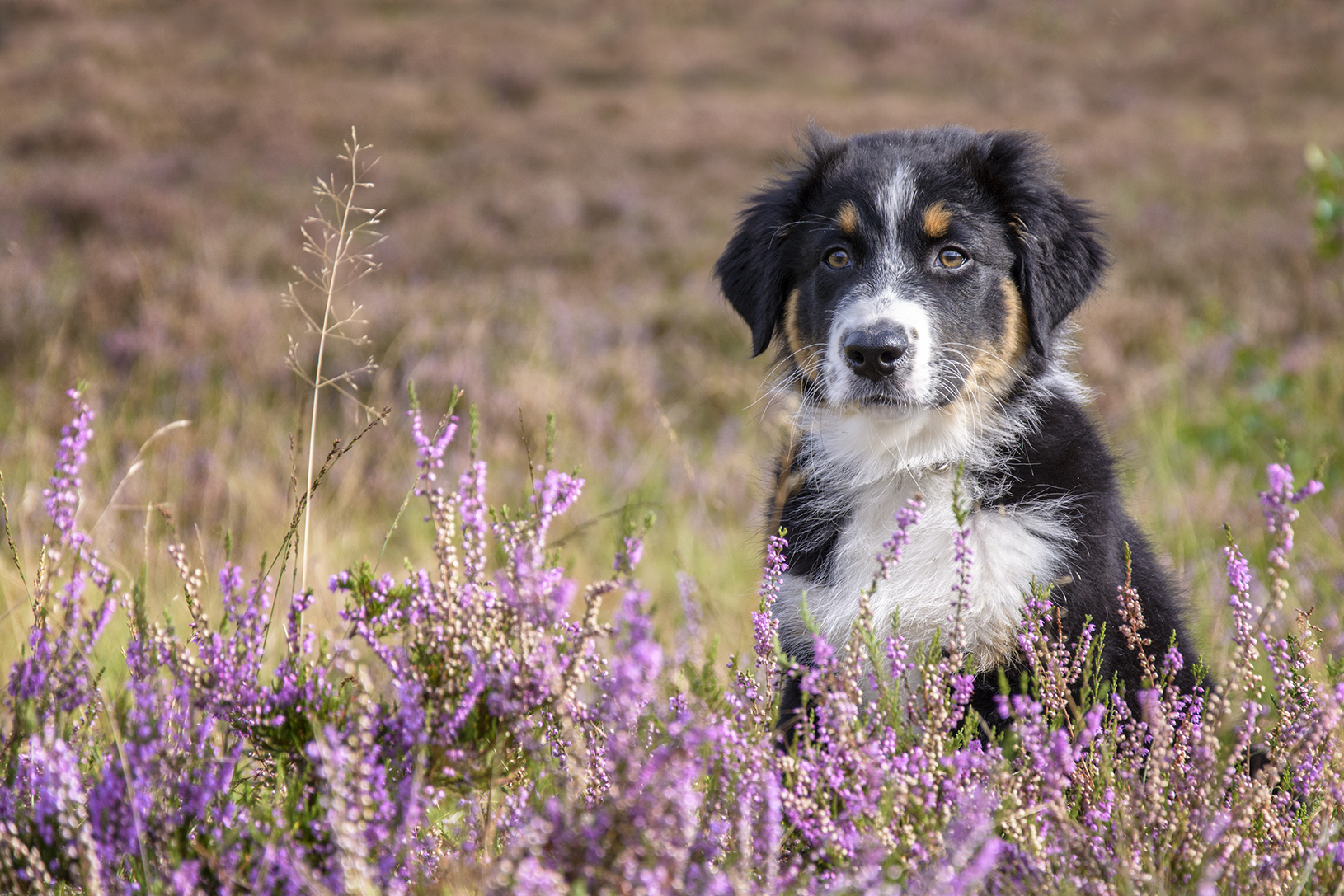 Copy of professionele-foto-van-hond-gemaakt-in-het-gooi